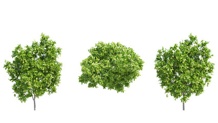 avocado tree isolated on transparant background. 3d rendering