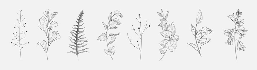 Plakat Botanic set of detailed various flowers and brunch. Luxury vintage floral collection for wedding invitation, wallpaper art or save the date card. Botanical vector illustration
