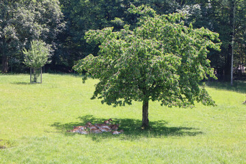 A group of spotted deer grazing peacefully in a lush green meadow, surrounded by soft natural light and wild grass