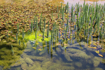 A tranquil pond in Zurich with tall reeds, still water, and soft reflections of surrounding nature in the afternoon light.