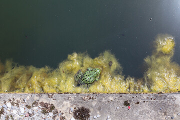 A green frog resting on the edge of a pond with lily pads, moss, and aquatic plants — a detailed snapshot of a rich natural habitat.