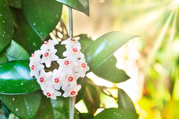 White flowers on green house plant. Hoya carnosa blooming, bunch of flowers on green leaves