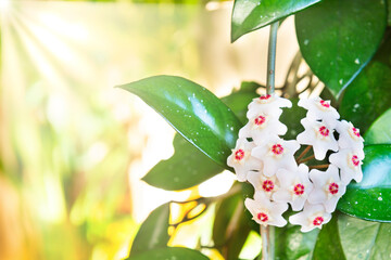 White flowers on green house plant. Hoya carnosa blooming, bunch of flowers on green leaves