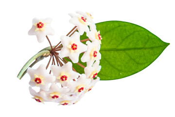 White flowers Hoya Carnosa with green leaf, bunch of flowers isolated on white background