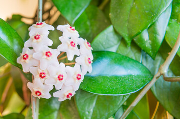 White flowers on green house plant. Hoya carnosa blooming, bunch of flowers on green leaves