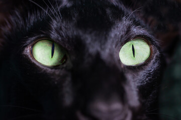 Black cat green eyes on black background. Close up black oriental cat eyes.