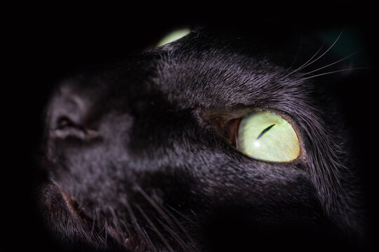 Black cat green eyes on black background. Close up black oriental cat eyes.