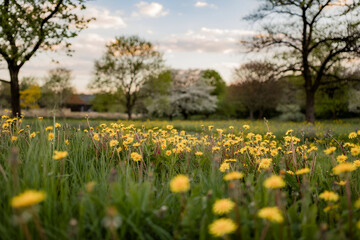 Obraz premium Spring meadow with yellow dandelions and golden hour glow