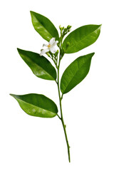 Obraz premium Lush Green Sprig with Delicate White Blossom Botanical Photography