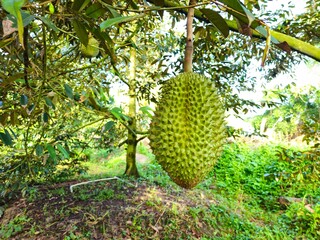 Fresh durian fruit hangs from a tree in the Mekong Delta, Vietnam. Durians are the king of fruits.