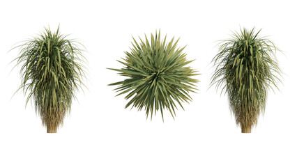 palm tree isolated on transparant background. 3d rendering