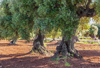 olive tree in a field with red earth in Puglia in italy