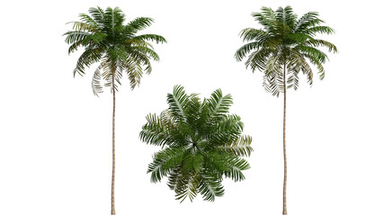 areca palm isolated on transparant background. 3d rendering