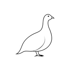 Wild Grouse Bird Discover Woodland Wildlife from North American Forests