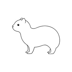 Common Gundi Rodent Discover Unique African Desert Mammals and Wildlife