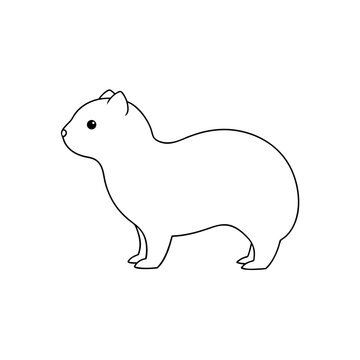 Common Gundi Rodent Discover Unique African Desert Mammals and Wildlife