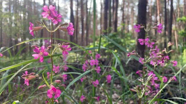 Delicate Pink Forest Flower (Campion) Gently Swaying in the Wind Against a Blurred Forest Background