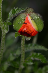 red poppy flower with water drops
