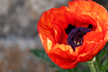 red poppy flower