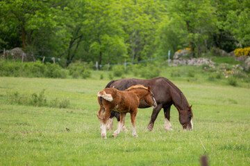horse and foal