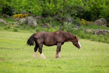 horse in the field