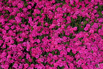 Violet flowerdbed as background