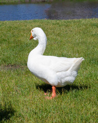 Close-up of a white goose on a green grassy field near a lake.