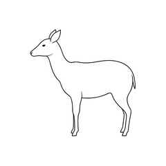 Obraz premium The Kouprey An Extinct Or Nearly Extinct Wild Cattle On A White Canvas
