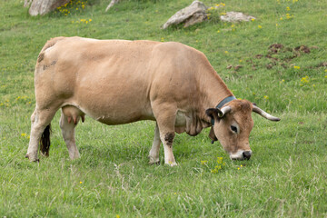 cow on a meadow