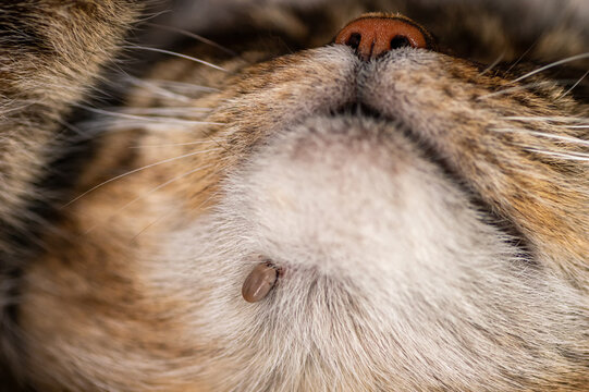 Detailed macro shot of a tick embedded in the fur of a cat.
