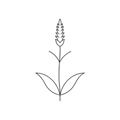 Fototapeta premium A Blazing Star Or Liatris Flower A Tall Purple Wildflower On A White Canvas