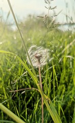 grass in the grass