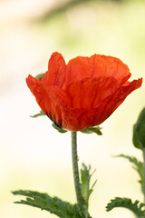 Obraz premium red poppy flower