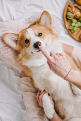 Cuddly corgi enjoys gentle attention while relaxing indoors on a soft blanket