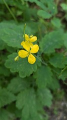 yellow flower with water drops