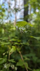 rain drops on the leaves