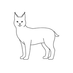 Obraz premium A Bobcat A North American Wild Cat Also Known As A Lynx On White