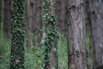 Forest landscape.Beautiful forest nature. Tall old pine trees. Summer sunny day.