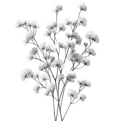 Elegant Minimalist Line Art of Babys Breath Flowers on Mixed Transparent and White Backgrounds with Subtle Detailing