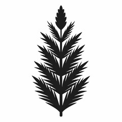 feather isolated on white