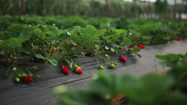 Strawberry harvesting process in a greenhouse featuring ripe fruits and lush plants