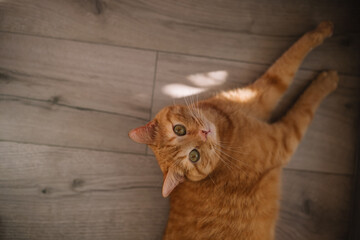 Curious orange cat lounging on wooden floor in cozy living room during afternoon sunlight