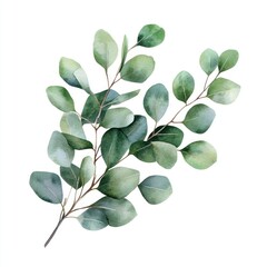 Eucalyptus leave art illustration watercolor.