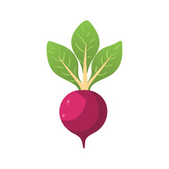 Vibrant Beetroot Illustration A Fresh Produce Graphic