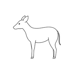 Fototapeta premium An Okapi A Giraffe Relative With Striped Legs On An Isolated White Canvas