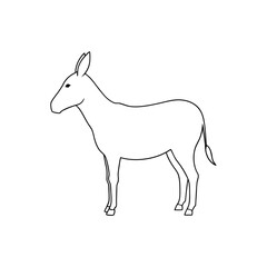 Obraz premium The Onager Or Asiatic Wild Ass A Species From Asia On A Simple White Floor