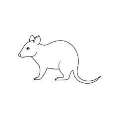 Obraz premium The Virginia Opossum A North American Marsupial On An Isolated White Background