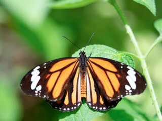 チョウ　スジグロカバマダラ