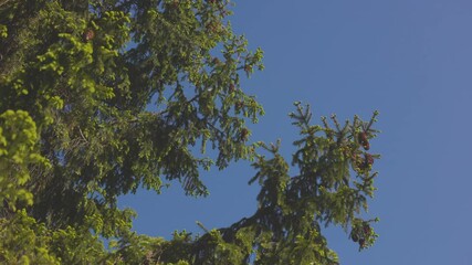 Pine tree branches with clusters of cones extend against a vivid blue sky, creating a natural backdrop with visible copy space on the right - Powered by Adobe