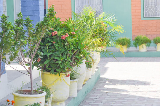 plant pot on the table, House plants display. Indoor plants in window, green houseplants cactus succulent aloe vera, gasteria duval, pilea depressa, parodia warasii, ficus